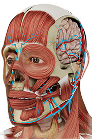 Head
